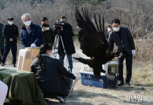 자연으로 돌아간 독수리...충남도, 구조 야생 독수리 방사