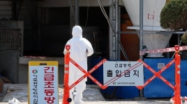 인천·김포 긴급 예방접종...9개월만에 구제역 발생