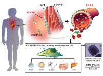 혈액 0.01 리터로 줄기세포 생성 기술 발견