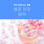 색이 피어나는 계절, 봄꽃 차의 매력