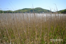 [인천핫플] 갯벌에 아지랑이가 새겨진 동검도