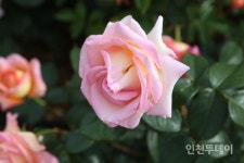 [인천핫플] 꽃향기에 사랑이 샘솟는 계양산장미원