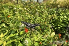 [인천핫플] 인천 유일 나비관찰소 인천나비공원