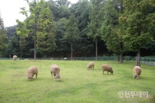 [인천핫플] 인천에도 양떼목장이?...논현동 늘솔길공원