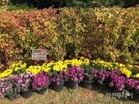 [인천핫플] 국화 향기 가득한 서구 연희공원 자연마당