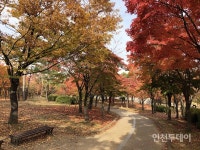 [인천핫플] 낙엽이 추억처럼 쌓인 인천중앙공원