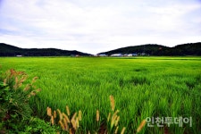 [인천 섬 기행] 보름달처럼 포근한 섬, 볼음도