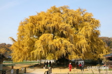 인천 남동구 장수동 은행나무 천연기념물 지정 예고