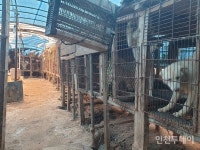 남동구 만수동 불법개농장 5월 말 폐쇄