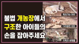 인천 백석동 학대 구조견, 임시보호처 마련키로