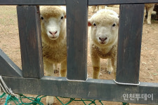 인천 전시동물 꽃사슴‧토끼 폐사 반복‧‧‧개체수 늘면 매각