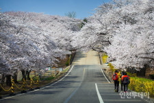 인천 서구‧SK인천석유화학, 사연 선정자에 벚꽃동산 개방