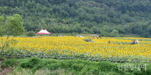 해바라기 10만송이 장관... 강화군 교동 난정해바라기 정원