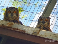 인천대공원, 천연기념물 수리부엉이 두 마리 자연에 돌려보내