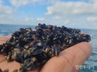 인천시, 백령해역에 참담치 80만마리 방류··· 수산자원 회복 기대