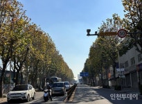 인천 동구 동산로 양버즘나무 최우수 특화가로 선정