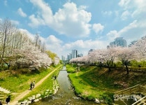 [포토] 인천 부평구 굴포천에 핀 벚꽃