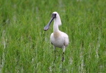 인천시, 남동유수지서 저어새 둥지 정비·환경 정화 활동 진행