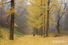 인천시립박물관, 타박타박 인천 민통선 돈대 기행 운영