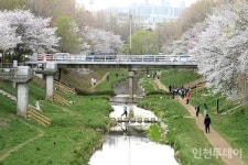 [연재] 부평 사람들이 살렸다··· 부평의 생태 젖줄, 굴포천