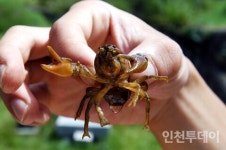 [연재] 부평 사람들이 살렸다··· 부평의 생태 젖줄, 굴포천