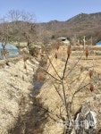 [연재] 붉고 짜다, 인천 구월동 붉나무