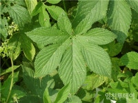 [연재] 겨울일 뿐이야 안 죽었어, 인천 옥련동 환삼덩굴