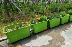 인천시 농업기술센터, 친환경 상자텃밭 2200세트 선착순 분양