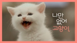 영화 나만 없어 고양이, 한민주 콜라보 뮤직비디오 공개