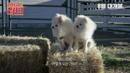 영화 퍼피 위드 러브 기대감 증폭시키는 심쿵 유발 메인 예고편 공개