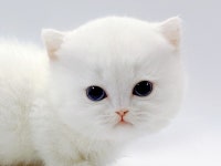 고양이 분양 전문 업체 제나캣, 분양 관련 각종 혜택 제공