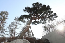 남산 위의 저 소나무, 전북 고창에서 직접 공수됐다.