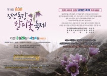 정선군, 화사한 봄의 전령사 정선 동강할미꽃 보며 힐링하세요.