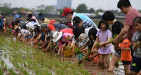 인천시 연희공원 손 모내기 체험 토요일엔 나도 도시농부