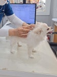 옥천군, 개 광견병 예방접종 실시