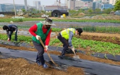 수원시 팔달구 화서1동, 이웃을 위한 사랑의 텃밭 가꾸기