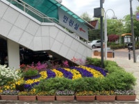 김포시 장기동, 금빛수로2교 및 청사 미니정원 꽃으로 봄단장