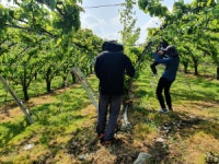 영덕군 농업기술과 농촌일손돕기 나서