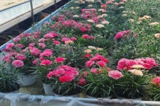 밀양시 상남면, 근율농장 카네이션 기탁