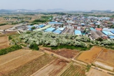 대구 달성군 옥포읍 교항리, 5월의 꽃 이팝나무 눈꽃 활짝