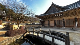 [길절] 춤추는 소나무 무풍한송로 끝 봄소식 자장매