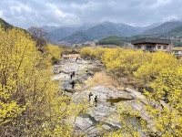 [포토]산수유·벚꽃…꽃대궐 차린 구례