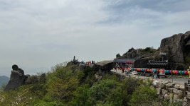 [길절_비슬산 대견사] 진달래도 뒷북을 친다