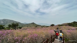 [길절_비슬산 대견사] 진달래도 뒷북을 친다