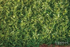 [산사에서 차차차茶茶茶] 제다製茶, 차를 빚다