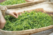 [산사에서 차차차茶茶茶] 제다製茶, 차를 빚다
