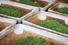 [산사에서 차차차茶茶茶] 제다製茶, 차를 빚다