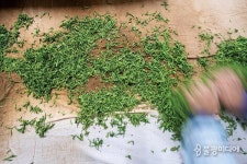 [산사에서 차차차茶茶茶] 제다製茶, 차를 빚다