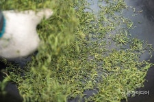 [산사에서 차차차茶茶茶] 제다製茶, 차를 빚다