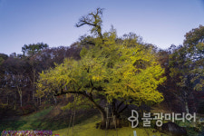 [깨달음의 나무, 사유수] 당산나무 아래서
